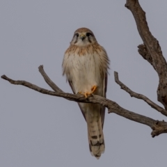 Falco cenchroides (Nankeen Kestrel) at Gungaderra Grasslands - 3 Jul 2021 by trevsci