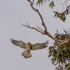 Falco cenchroides at Kaleen, ACT - 4 Jul 2021