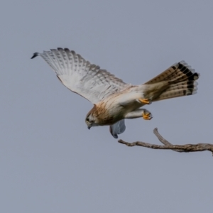 Falco cenchroides at Kaleen, ACT - 4 Jul 2021