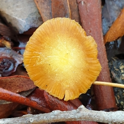 Unidentified Cap on a stem; gills below cap [mushrooms or mushroom-like] at Holt, ACT - 7 Jul 2021 by drakes