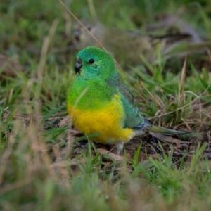 Psephotus haematonotus at Jacka, ACT - 4 Jul 2021