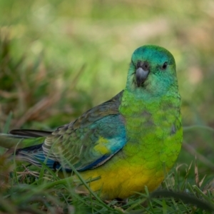 Psephotus haematonotus at Jacka, ACT - 4 Jul 2021