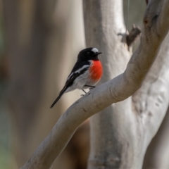 Petroica boodang (Scarlet Robin) at Gungaderra Grasslands - 4 Jul 2021 by trevsci