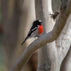 Petroica boodang (Scarlet Robin) at Kaleen, ACT - 4 Jul 2021 by trevsci