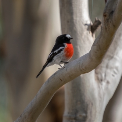 Petroica boodang (Scarlet Robin) at Gungaderra Grasslands - 4 Jul 2021 by trevsci