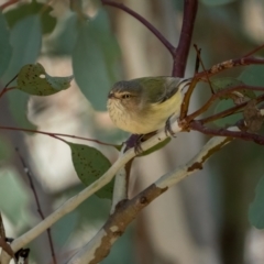Smicrornis brevirostris (Weebill) at Crace, ACT - 4 Jul 2021 by trevsci