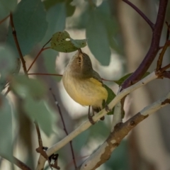 Smicrornis brevirostris at Crace, ACT - 4 Jul 2021 10:58 AM