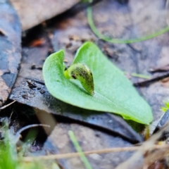 Corysanthes incurva (Slaty Helmet Orchid) at Mount Jerrabomberra QP - 7 Jul 2021 by RobG1