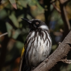 Phylidonyris niger X novaehollandiae (Hybrid) at Fyshwick, ACT - 3 Jul 2021