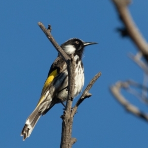 Phylidonyris niger X novaehollandiae (Hybrid) at Fyshwick, ACT - 3 Jul 2021