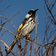 Phylidonyris niger X novaehollandiae (Hybrid) at Fyshwick, ACT - 3 Jul 2021