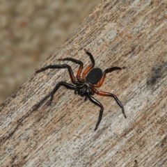 Hemicloea sp. (genus) (Flat bark spider) at Kambah, ACT - 6 Jul 2021 by MatthewFrawley