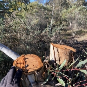 Eucalyptus melliodora at Yarralumla, ACT - 3 Jul 2021