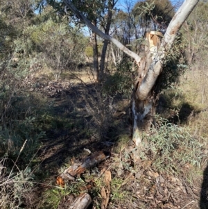 Eucalyptus melliodora at Yarralumla, ACT - 3 Jul 2021