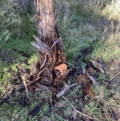 Eucalyptus melliodora (Yellow Box) at Yarralumla, ACT - 3 Jul 2021 by RAllen