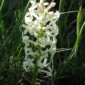 Stackhousia monogyna at Arable, NSW - 14 Nov 2020