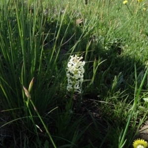 Stackhousia monogyna at Arable, NSW - 14 Nov 2020