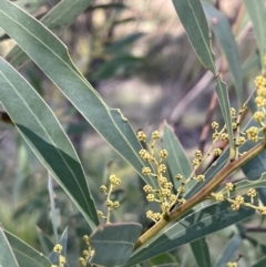 Acacia rubida (Red-leaved Wattle) at Cuumbeun Nature Reserve - 7 Jul 2021 by JaneR