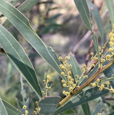 Acacia rubida (Red-stemmed Wattle, Red-leaved Wattle) at Carwoola, NSW - 7 Jul 2021 by JaneR