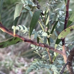 Acacia rubida at Carwoola, NSW - 7 Jul 2021
