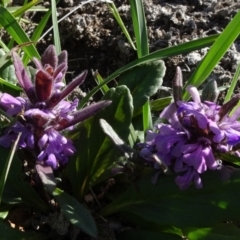 Ajuga australis (Austral Bugle) at Arable, NSW - 14 Nov 2020 by JanetRussell