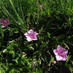 Convolvulus angustissimus subsp. angustissimus at Arable, NSW - 14 Nov 2020 03:55 PM