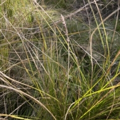 Carex appressa (Tall Sedge) at Carwoola, NSW - 7 Jul 2021 by JaneR