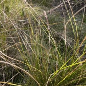 Carex appressa at Carwoola, NSW - 7 Jul 2021 03:00 PM