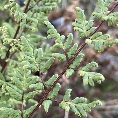 Cheilanthes sieberi (Rock Fern) at Cuumbeun Nature Reserve - 7 Jul 2021 by JaneR