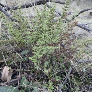 Cheilanthes sieberi at Carwoola, NSW - 7 Jul 2021 03:52 PM