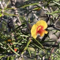 Dillwynia sieberi (A parrot pea) at Cuumbeun Nature Reserve - 7 Jul 2021 by JaneR