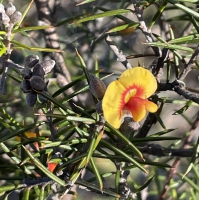 Dillwynia sieberi (A Parrot Pea) at Carwoola, NSW - 7 Jul 2021 by JaneR
