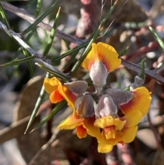 Dillwynia sieberi at Carwoola, NSW - 7 Jul 2021 03:41 PM