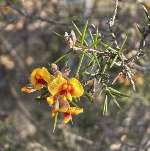 Dillwynia sieberi at Carwoola, NSW - 7 Jul 2021 03:41 PM