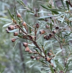 Kunzea ericoides at Carwoola, NSW - 7 Jul 2021