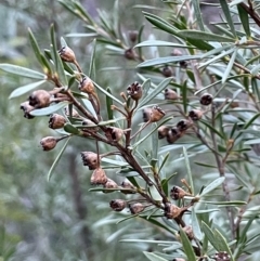 Kunzea ericoides (Burgan) at Carwoola, NSW - 7 Jul 2021 by JaneR