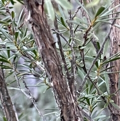 Kunzea ericoides at Carwoola, NSW - 7 Jul 2021