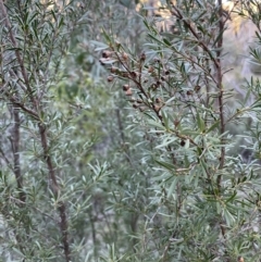 Kunzea ericoides at Carwoola, NSW - 7 Jul 2021