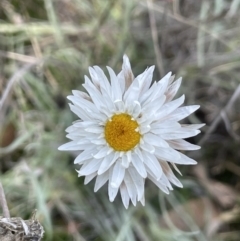 Leucochrysum albicans subsp. tricolor (Hoary Sunray) at Cuumbeun Nature Reserve - 7 Jul 2021 by JaneR