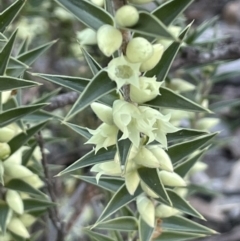 Melichrus urceolatus (Urn Heath) at Cuumbeun Nature Reserve - 7 Jul 2021 by JaneR