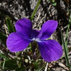 Viola betonicifolia (Mountain Violet) at Top Hut TSR - 14 Nov 2020 by JanetRussell