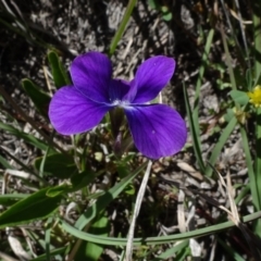 Viola betonicifolia at Dry Plain, NSW - 15 Nov 2020 09:26 AM