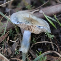 Cortinarius sp. - lilac, blue(ish), purple(ish) at Mongarlowe River - 29 Jun 2021 by LisaH