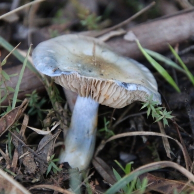 Cortinarius sp. (Cortinarius) at Mongarlowe, NSW - 29 Jun 2021 by LisaH