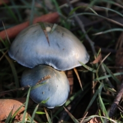 Cortinarius sp. - lilac, blue(ish), purple(ish) at QPRC LGA - 29 Jun 2021