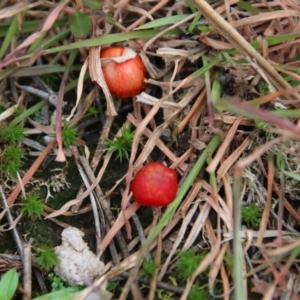 Hygrocybe sp. ‘red’ at Mongarlowe, NSW - 27 Jun 2021