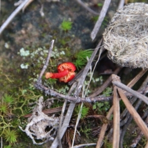 Hygrocybe sp. ‘red’ at Mongarlowe, NSW - 27 Jun 2021