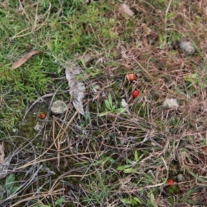 Hygrocybe sp. ‘red’ at Mongarlowe, NSW - 27 Jun 2021