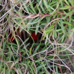 Hygrocybe sp. ‘red’ at Mongarlowe, NSW - 27 Jun 2021