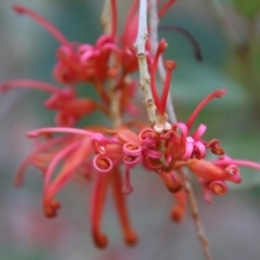 Grevillea rhyolitica at Mongarlowe River - 28 Jun 2021 by LisaH